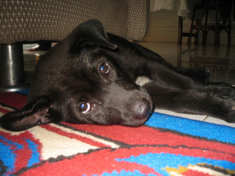 Bali Kintamani dog